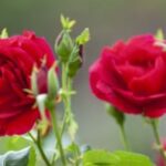 ng导航在现代网络应用中的重要性分析 sp0ippr