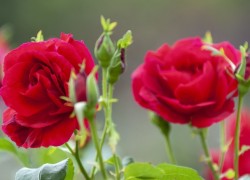 ng导航在现代网络应用中的重要性分析 ng导航在现代网络应用中的重要性分析