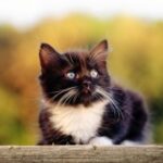 pg问鼎:电竞赛事的组织与运营管理经验 ye71lg4